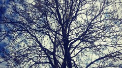 Trees blue clouds branches white shadows skies dramatic