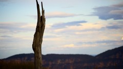 Trees blue clouds stump brown stick Outback