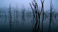 Trees blue dead swamp grey 1600x1200 tote baume