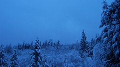 Trees blue forest Christmas snowy
