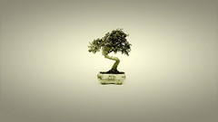 Trees Bonsai