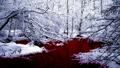 Trees branches blood high lust Resolution