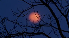 Trees branches silhouettes focused