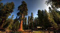 Trees California Redwoods conifers