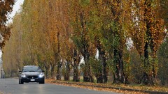 Trees cars GT maserati quattroporte