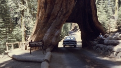 Trees cars roads redwood trees