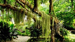 Trees complex magazine Uni.Q