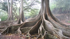 Trees Creative high overflow Jurassic Resolution