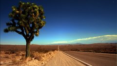 Trees deserts roads Joshua