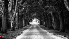 Trees distance roads arch