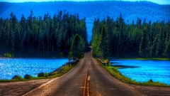 Trees dreams vibrant Yellowstone