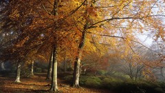Trees England valleys beech