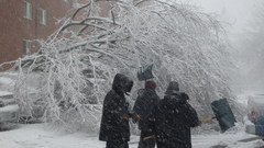 Trees fallen one many look sdccloser
