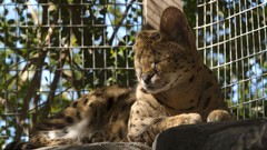 Trees fences Animals rocks