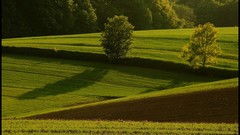 Trees fields meadows Europe