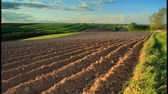 Trees fields meadows Europe