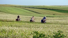 Trees fields meadows Europe