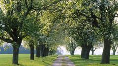 Trees fields spring roads