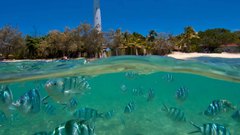 Trees fish lighthouses split-view