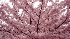 Trees Flowers blossom