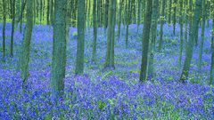 Trees Flowers forests Bluebell