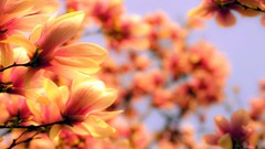 Trees Flowers macro Magnolia