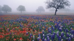 Trees Flowers mist Bluebonnet