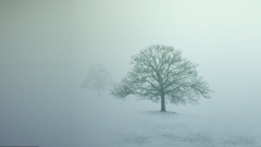 Trees fog