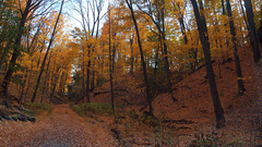 Trees forest here thanks More some This pano