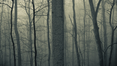 Trees forest The through 175