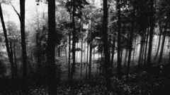 Trees forests grayscale monochrome