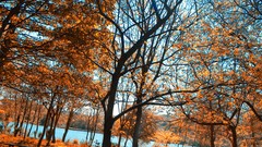 Trees forests infrared photography