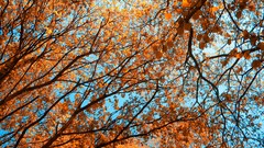 Trees forests infrared photography