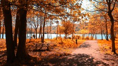Trees forests infrared photography