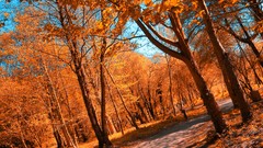 Trees forests infrared photography