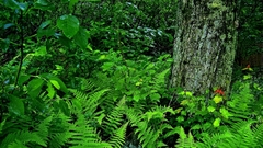 Trees forests Plants Ferns