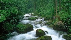 Trees forests rivers