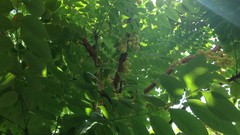 Trees fruits fruit trees Fruit Loops