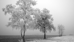 Trees germany frost ) With hoar about how frozentree