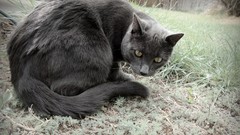 Trees grass cats gold eyes