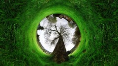 Trees grass panorama circle fisheye circle