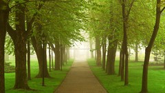 Trees grass Parks pathway