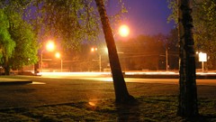 Trees grass street lights