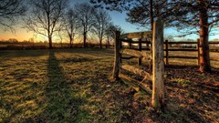Trees grass sun light spring protection morning logs shadows