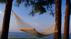 Trees hammock Sea
