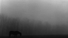 Trees Horses mist grayscale old photography Harold Feinstein