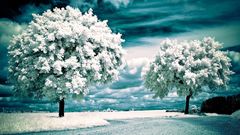 Trees infrared Photo manipulation