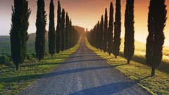 Trees Italy roads