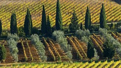 Trees Italy vineyard cypress