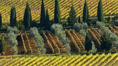 Trees Italy vineyard cypress